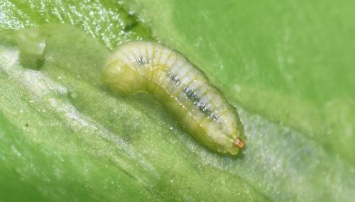 Réf. 357 661 : Cheilosia fasciata